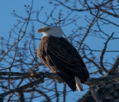 2023 02 11 RedwingEagles 009